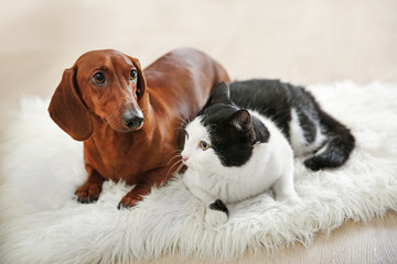 Wall Mural - Beautiful cat and dachshund dog on rug, indoor