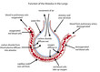 Fully labelled diagram of the alveolus in the lungs showing gaseous exchange.