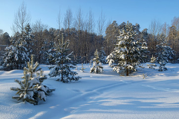 Wall Mural - landscape winter snowy forest