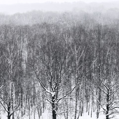 Wall Mural - bare trees in snowfall in forest in winter