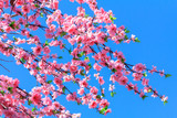 Artificial Sakura flowers for decorating japanese style