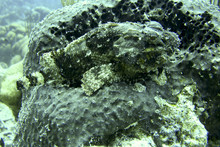 Scorpion Fish On Ocean Coral