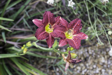 Hemerocallis, Emerocallide