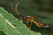 Habrocampulum Biguttatum Parasitic Wasp. An Ichneumon Wasp In The Family Ichneumonidae With Orange Antennae And Long Hind Legs
