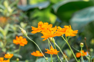 Wall Mural - beautiful flowers in the garden.