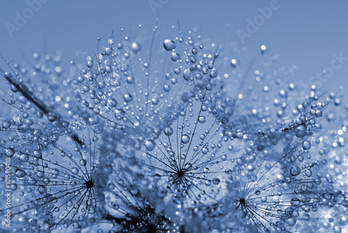 Naklejka nad blat kuchenny Dewy dandelion flower close up