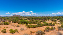 Desert Landscape In Arizona, USA