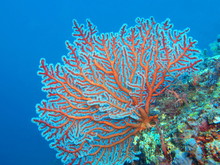 Gorgonian Coral, Island Bali