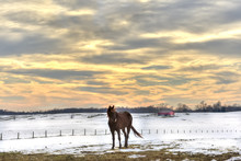 Horse Standing In A Field Of Snow On A Maryland Farm In Winter