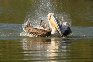 Wall Mural - great pelican playing on lake