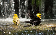 Two Birds Playing In The Pond And Splashing Water