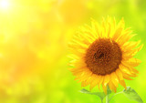 Fototapeta Kwiaty - Bright yellow sunflower on green background
