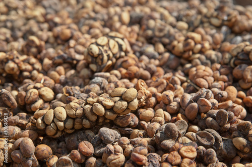 kopi luwak sverige kopi luwak sverige