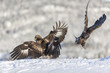 White-tailed eagle and Golden eagles fighting.