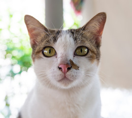 white brown female cat posing portrait