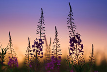 Willow-herb Flowers At Sunset