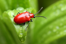 Red Lily Beetle On A Green Leaf In Garden