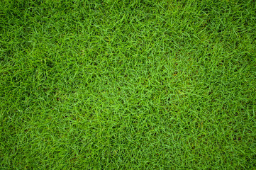 Wall Mural - Beautiful green grass pattern from golf course