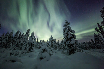 Wall Mural - aurora borealis (northern lights) in finland, lapland forest