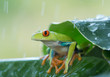 Red eye tree frog on the leaves, rainy day, clean green background, Czech Republic