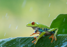 Red Eye Tree Frog On The Leaves, Rainy Day, Clean Green Background, Czech Republic