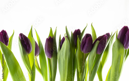 Fototapeta do kuchni lila Tulpen vor weißem Hintergrund