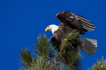 American Bald Eagle