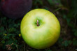tasty apple on green grass