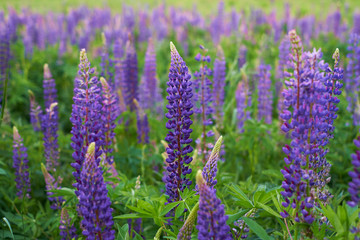field of purple lupine