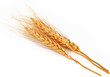 Closeup of  barley ear over a white background