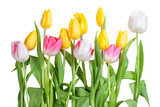 Fototapeta Tulipany - Yellow, white and pink tulips