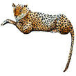 Watercolor vector leopard