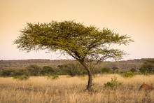 Acacia Tree Africa