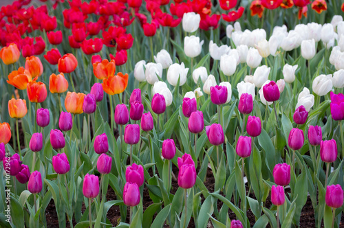 kolorowe-tulipany-pola-w-ogrodzie