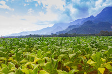 Tobacco Field Plantation Under Blue Sky