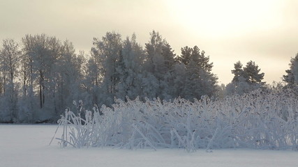 Wall Mural - Lake shore with reed under snow sticking from ice, evening sun light, Russia