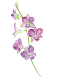 Fototapeta Storczyk - Watercolor illustrations of orchid flower isolated on white background.