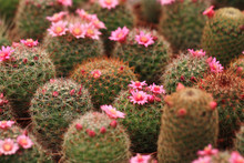 Pink Cactus Flowers..