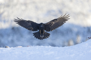 Wall Mural - Common raven.