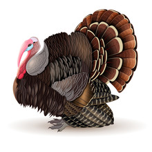 Vector Male Turkey
