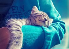 Sweet Sleeping In Arm Of Owner /Kitty
