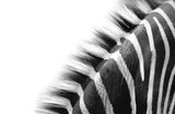 zebra neck detail