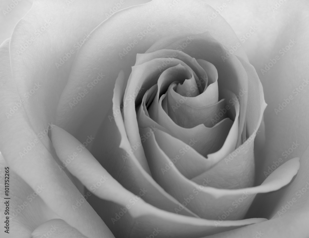 Black and White Close up Image of Beautiful Pink Rose. Flower Background - obrazy, fototapety, plakaty 