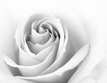 Black And White Close Up Image Of Beautiful Pink Rose. Flower Background