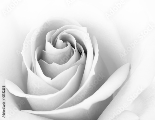 Naklejka nad blat kuchenny Black and White Close up Image of Beautiful Pink Rose. Flower Background