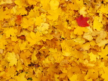 Red Leaf On A Background Of Yellow Maples Leaves