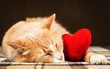 Golden red beautiful cat asleep hugging a small red plush heart toy.