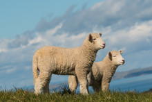 Two Alert Lambs Standing On Pasture