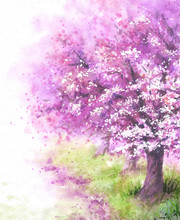 Flowering Sakura Tree.