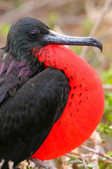 Poster - Male Magnificent Frigatebird with inflated gular sac on North Se